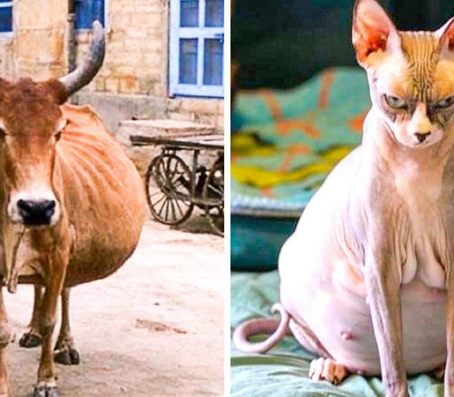 8 Pregnant Animals That Aren’t That Different From Humans