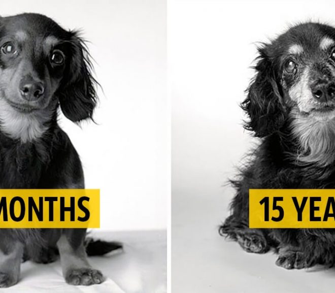 Photographer Takes Portraits Of Dogs As They Age