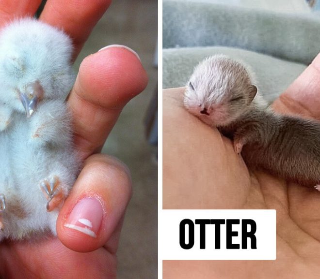 8 Baby Animals That We’ve Only Seen As Adults